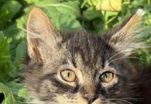 Šibenske šape pozivaju na dobrotvornu radionicu ‘Naslikaj svog ljubimca’