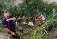 Akcija u Skradinu: Vatrogasci i mještani spasili kravu iz lokve