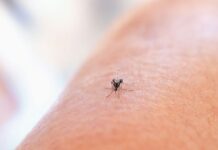 Tretiranje tigrastih komaraca tijekom kolovoza na području grada Šibenika